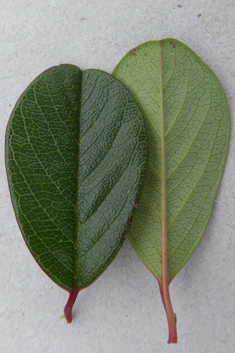 Bearberry Cotoneaster