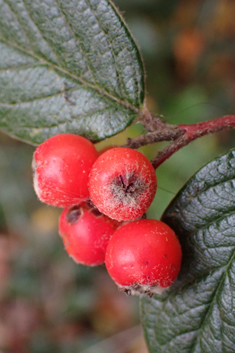 Diels's Cotoneaster