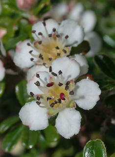 Entire-leaved Cotoneaster