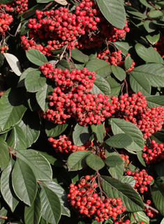 Late Cotoneaster
