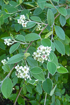 Silverleaf Cotoneaster