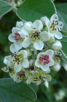 Silverleaf Cotoneaster