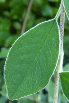 Silverleaf Cotoneaster