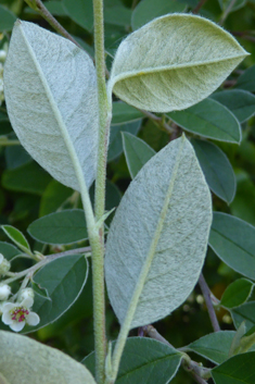 Silverleaf Cotoneaster