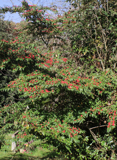 Willow-leaved Cotoneaster