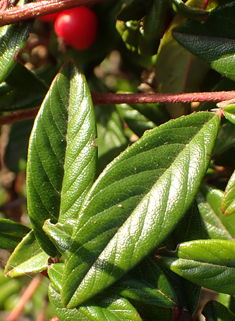 Willow-leaved Cotoneaster