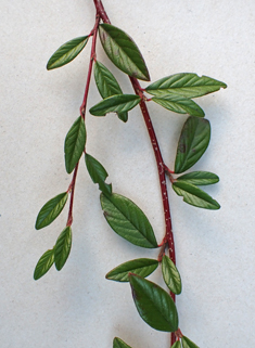 Willow-leaved Cotoneaster