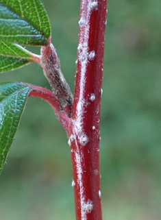 Willow-leaved Cotoneaster