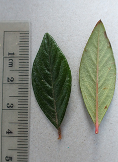 Willow-leaved Cotoneaster