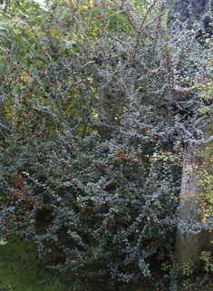 Himalayan Cotoneaster