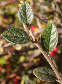 Stern's Cotoneaster