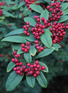 Waterer's Cotoneaster