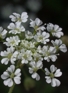 Rough Chervil