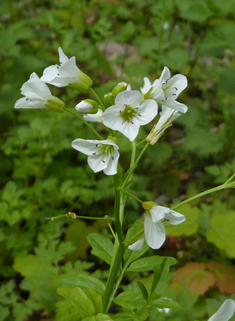 Plant identification white flowers