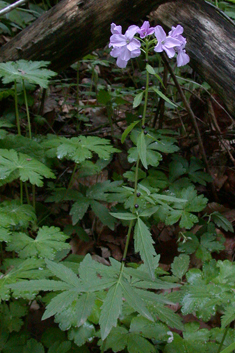 Coralroot Bitter-cress