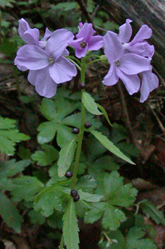 Coralroot Bitter-cress