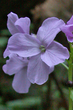 Coralroot Bitter-cress