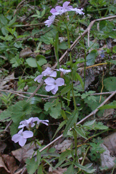 Coralroot Bitter-cress