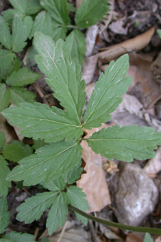 Coralroot Bitter-cress