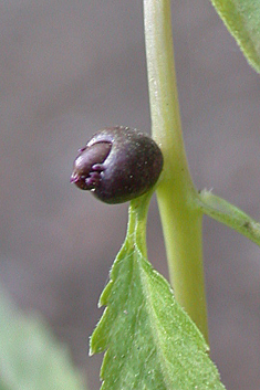 Coralroot Bitter-cress