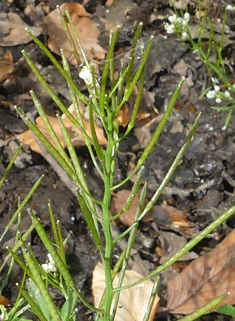 Wavy Bitter-cress