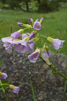 Radish-leaved Bitter-cress