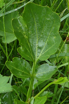 Radish-leaved Bitter-cress