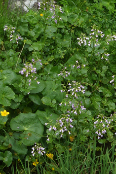 Radish-leaved Bitter-cress