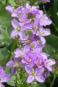 Radish-leaved Bitter-cress