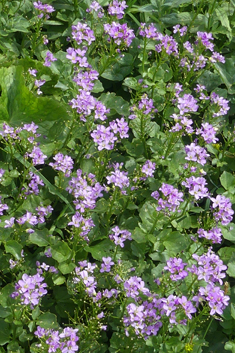 Radish-leaved Bitter-cress