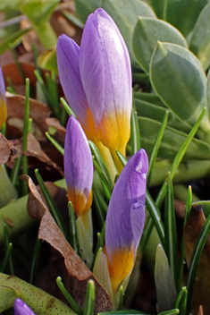 Snow Crocus