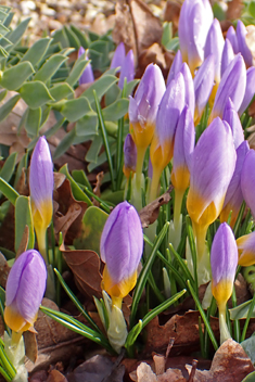 Snow Crocus