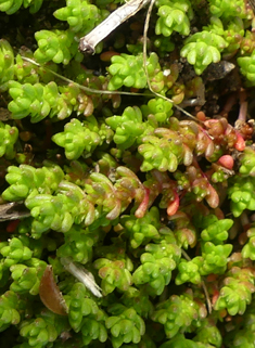 Mossy Stonecrop