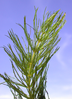 Rigid Hornwort