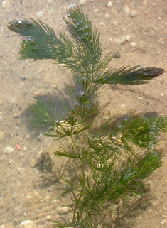 Rigid Hornwort