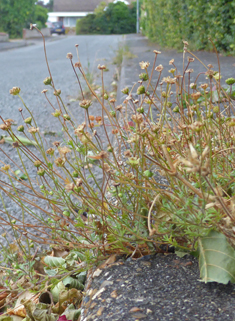 Annual Buttonweed