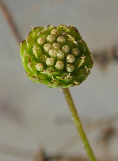 Annual Buttonweed