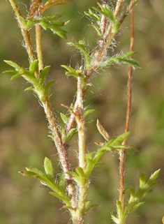 Annual Buttonweed