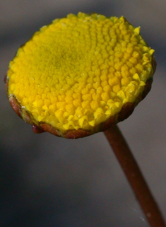 Yellow Buttonweed