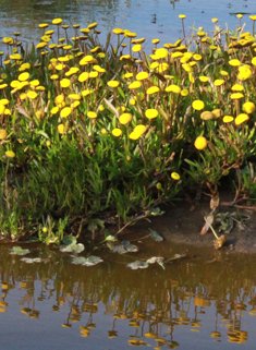 Yellow Buttonweed