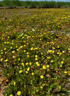 Yellow Buttonweed