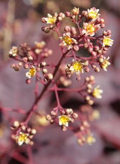 Smoke-tree