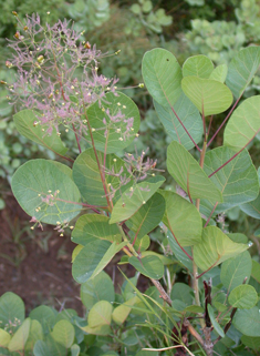 Smoke-tree