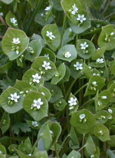 Perfoliate Springbeauty