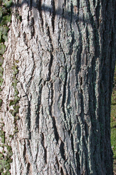 Indian Bean Tree