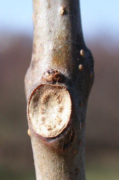 Indian Bean Tree