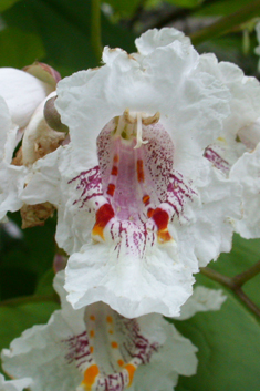 Indian Bean Tree