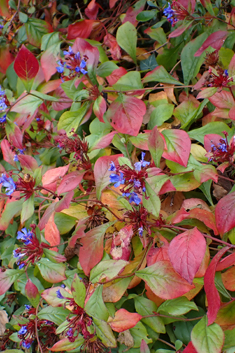 Creeping Leadwort