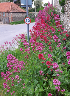 Red Valerian