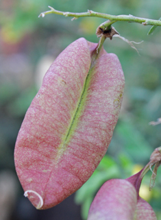 Bladder Senna